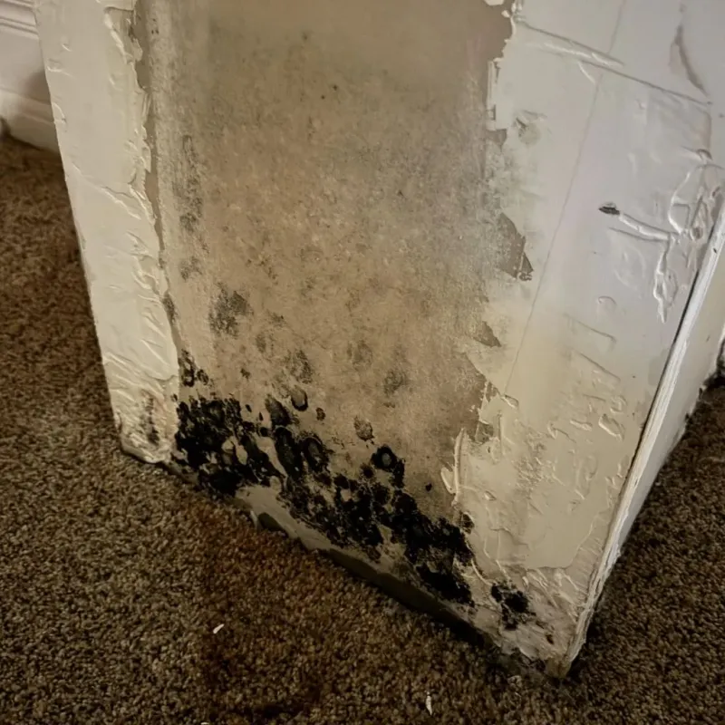 Professional Mold Removal in Delta, UT